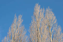 Image of Black Poplar