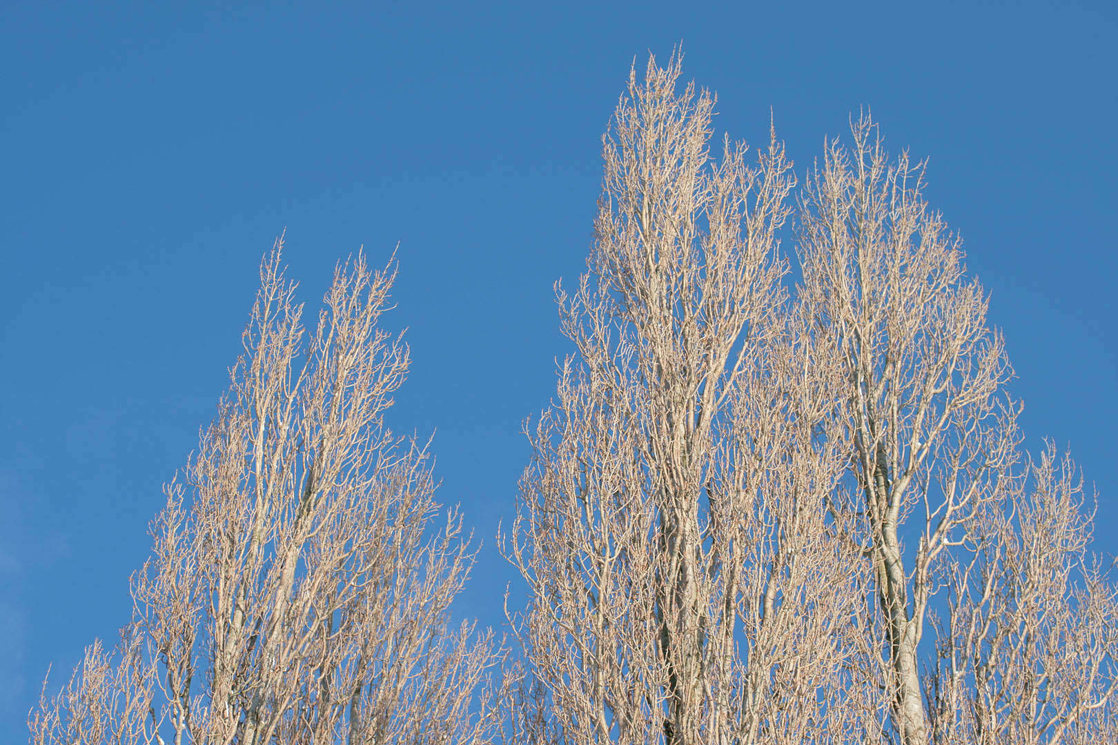 Image of Black Poplar