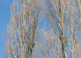 Image of Black Poplar