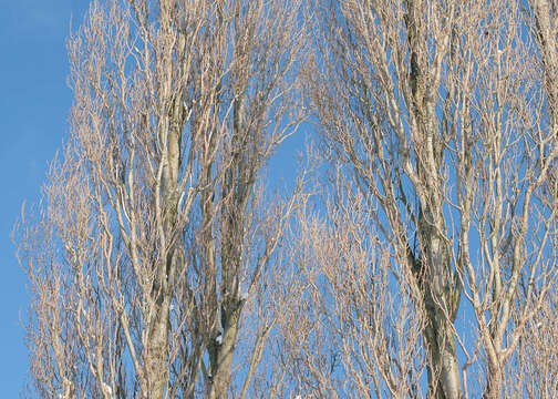 Image of Black Poplar