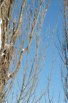 Image of Black Poplar