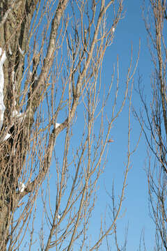 Image of Black Poplar