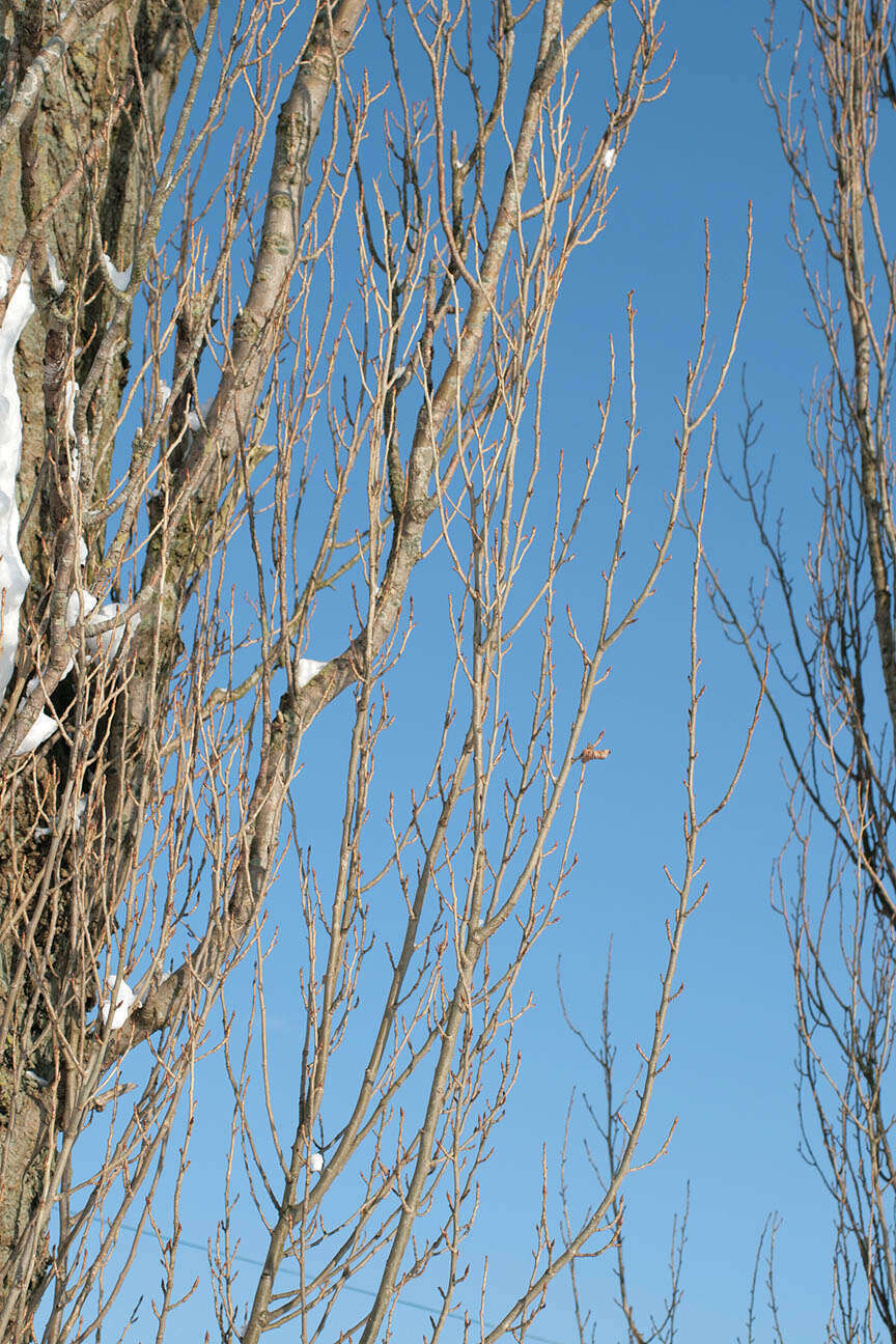 Image of Black Poplar