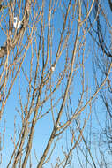 Image of Black Poplar