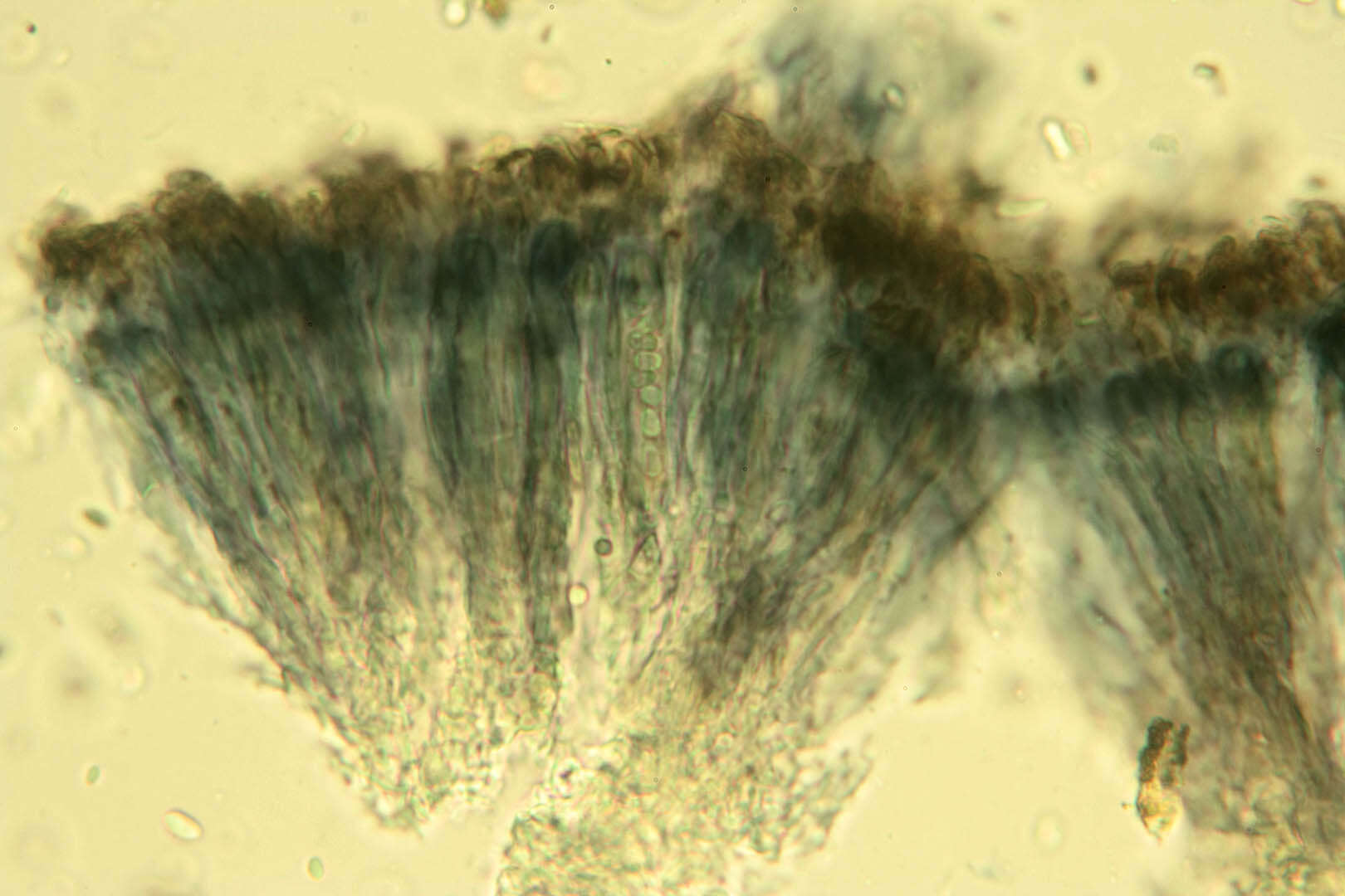 Fuscidea lightfootii (Sm.) Coppins & P. James resmi