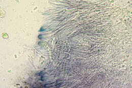 Fuscidea lightfootii (Sm.) Coppins & P. James resmi