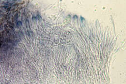 Fuscidea lightfootii (Sm.) Coppins & P. James resmi