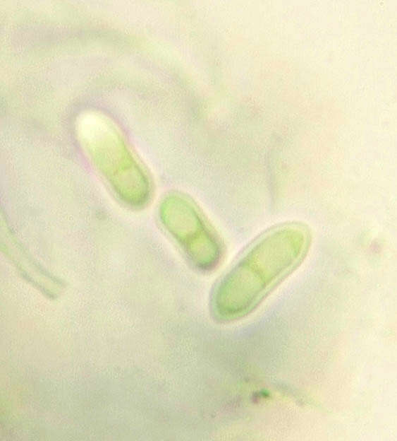 Fuscidea lightfootii (Sm.) Coppins & P. James resmi