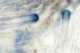 Fuscidea lightfootii (Sm.) Coppins & P. James resmi