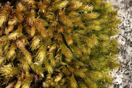 Image of <i>Plasteurhynchium meridionale</i>