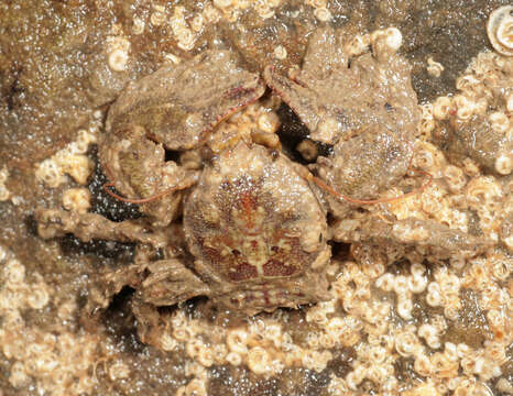 Image of broad-clawed porcelain crab