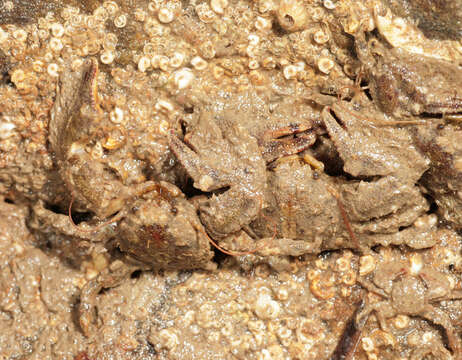 Image of broad-clawed porcelain crab