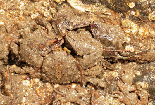 Image of broad-clawed porcelain crab