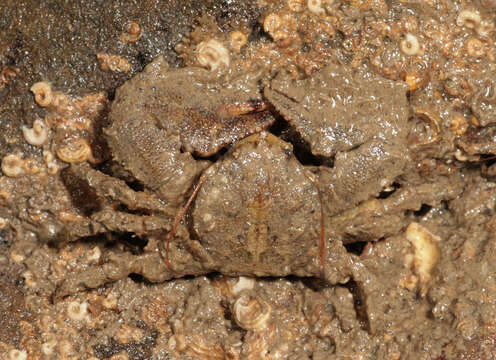 Image of broad-clawed porcelain crab