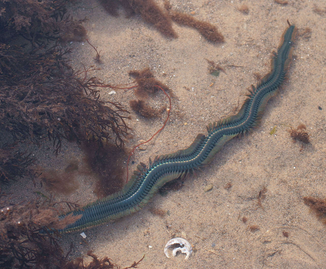 Image of Clam Worm