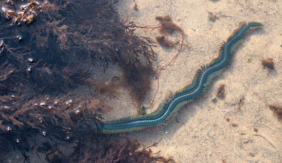 Image of clam worm