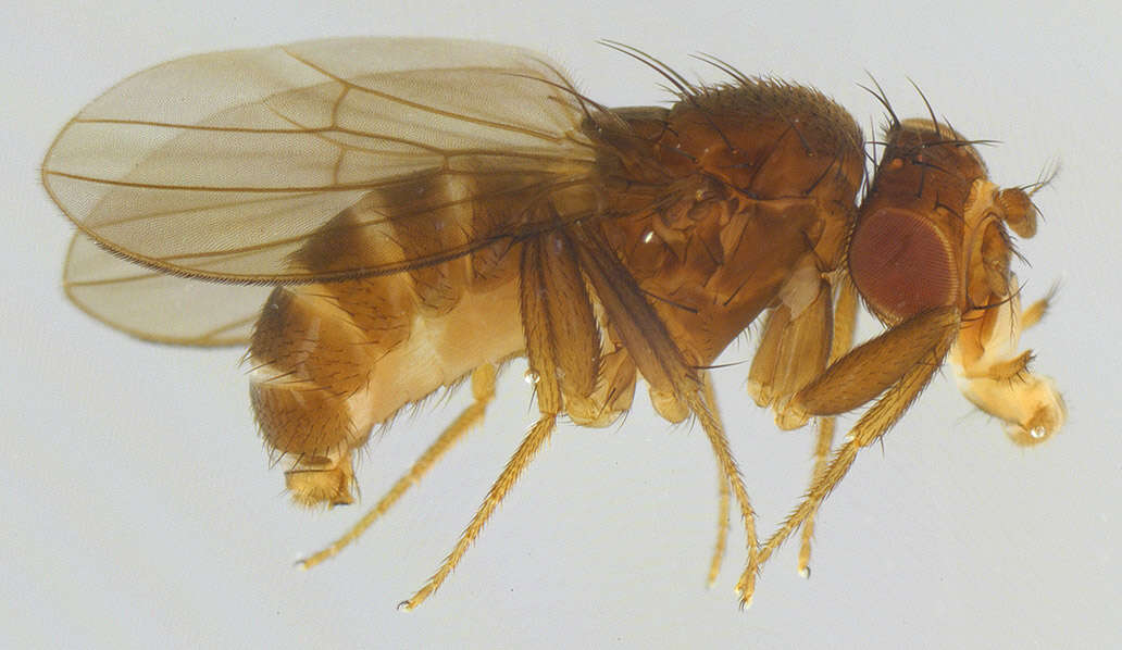 Image of Scaptodrosophila deflexa (Duda 1924)