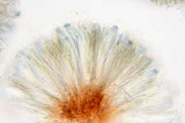 Image of Bilimbia sabuletorum (Schreb.) Arnold