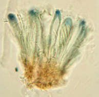 Image of Bilimbia sabuletorum (Schreb.) Arnold