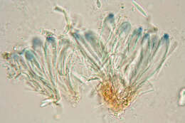 Image of Bilimbia sabuletorum (Schreb.) Arnold