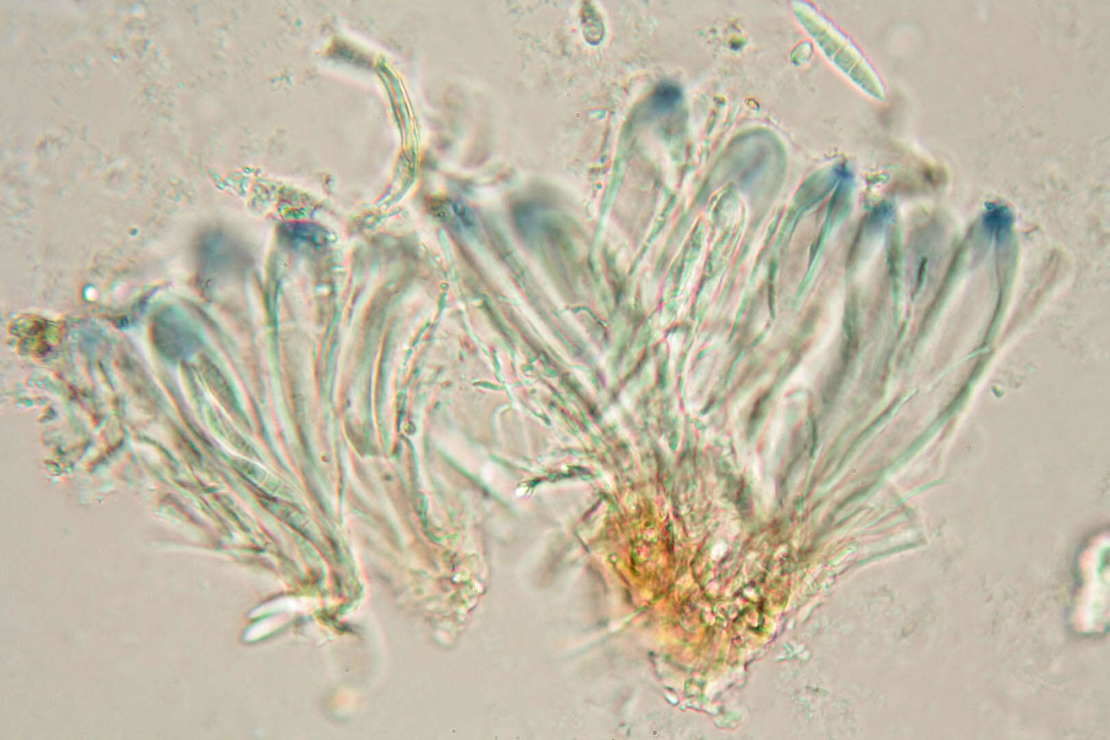 Image of Bilimbia sabuletorum (Schreb.) Arnold