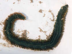 Image of Clam Worm