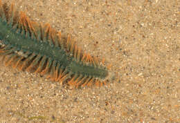 Image of Clam Worm