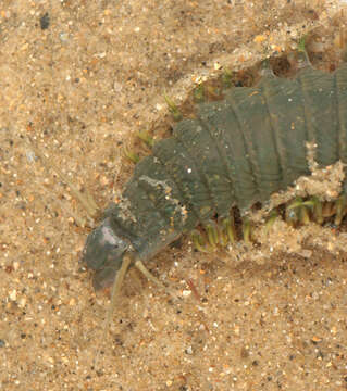 Image of Clam Worm