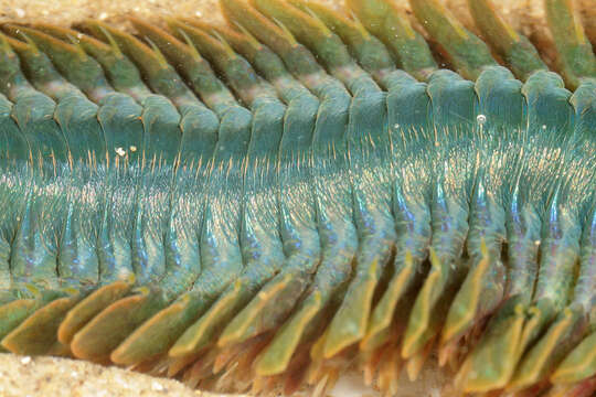 Image of Clam Worm