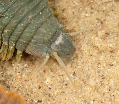 Image of Clam Worm