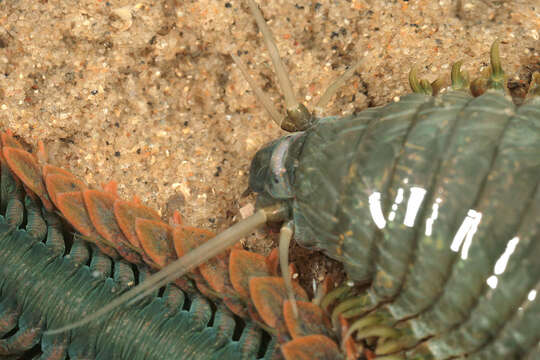 Image of Clam Worm