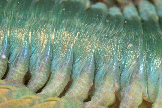Image of clam worm