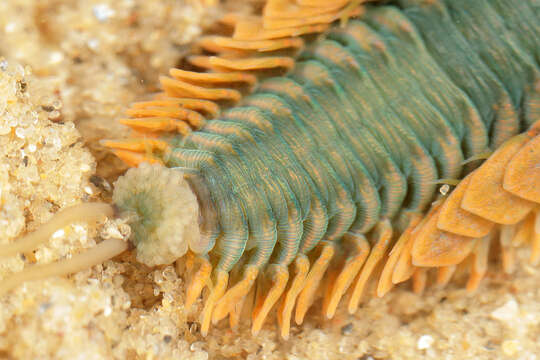 Image of Clam Worm