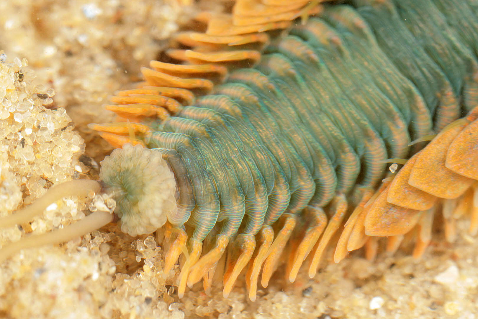 Image of Clam Worm