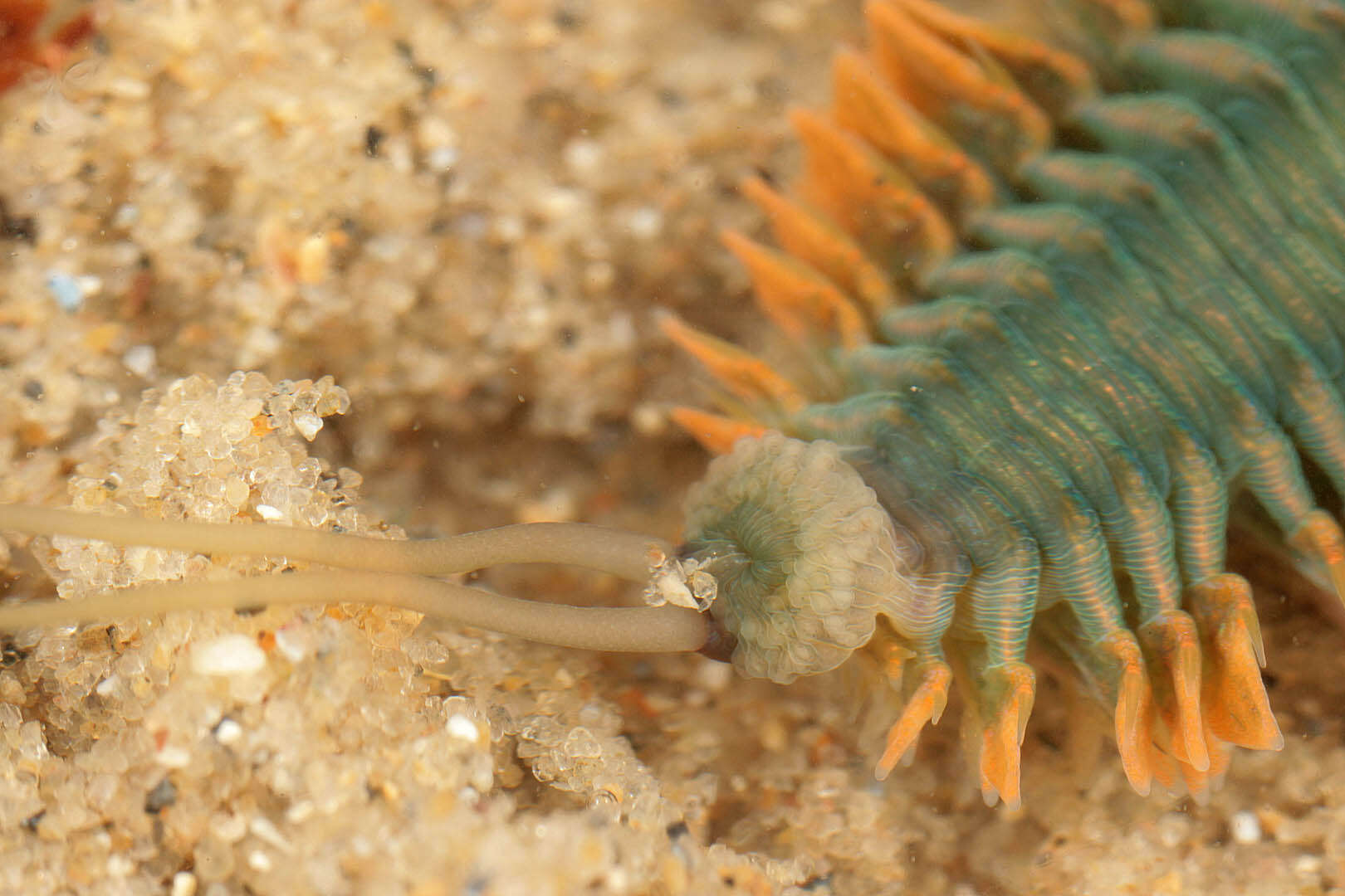 Image of Clam Worm