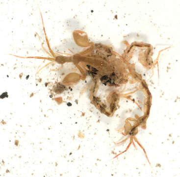 Image of Caprella acanthifera Leach 1814