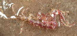 Image of Caprella acanthifera Leach 1814