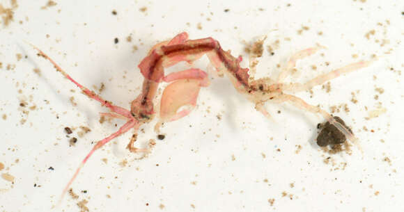 Image of Caprella acanthifera Leach 1814