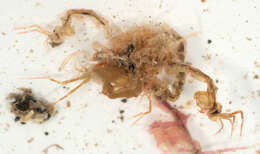 Image of Caprella acanthifera Leach 1814