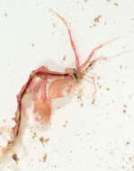 Image of Caprella acanthifera Leach 1814