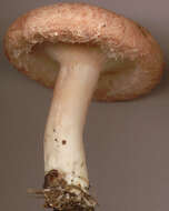 Image of Woolly Milkcap