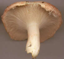 Image of Woolly Milkcap