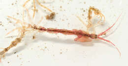Image of Caprella acanthifera Leach 1814