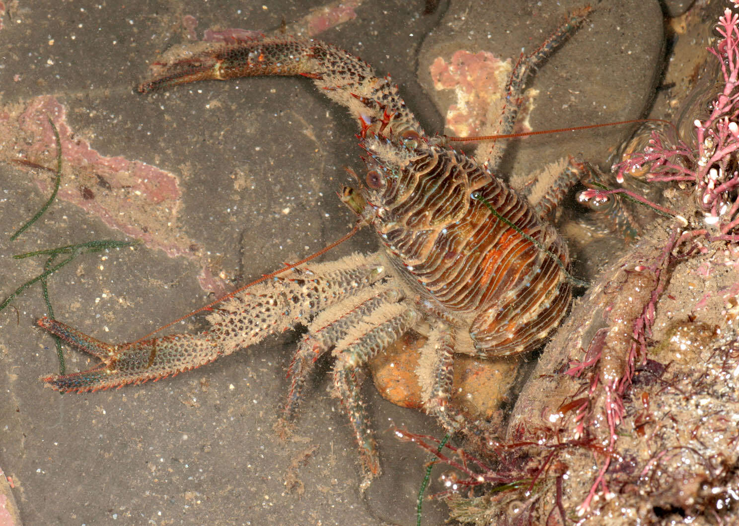 Image of Leach's squat lobster