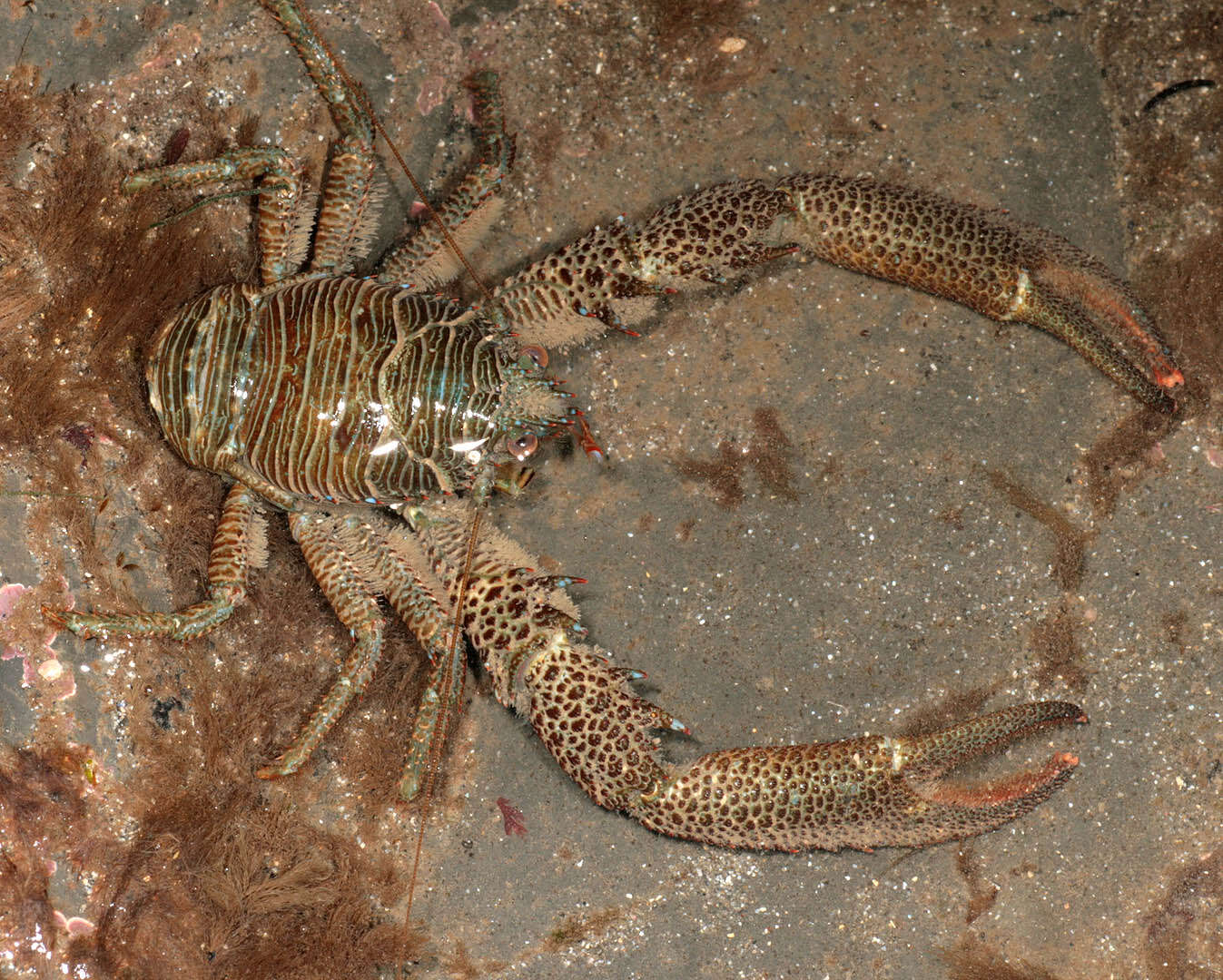 Image of Leach's squat lobster