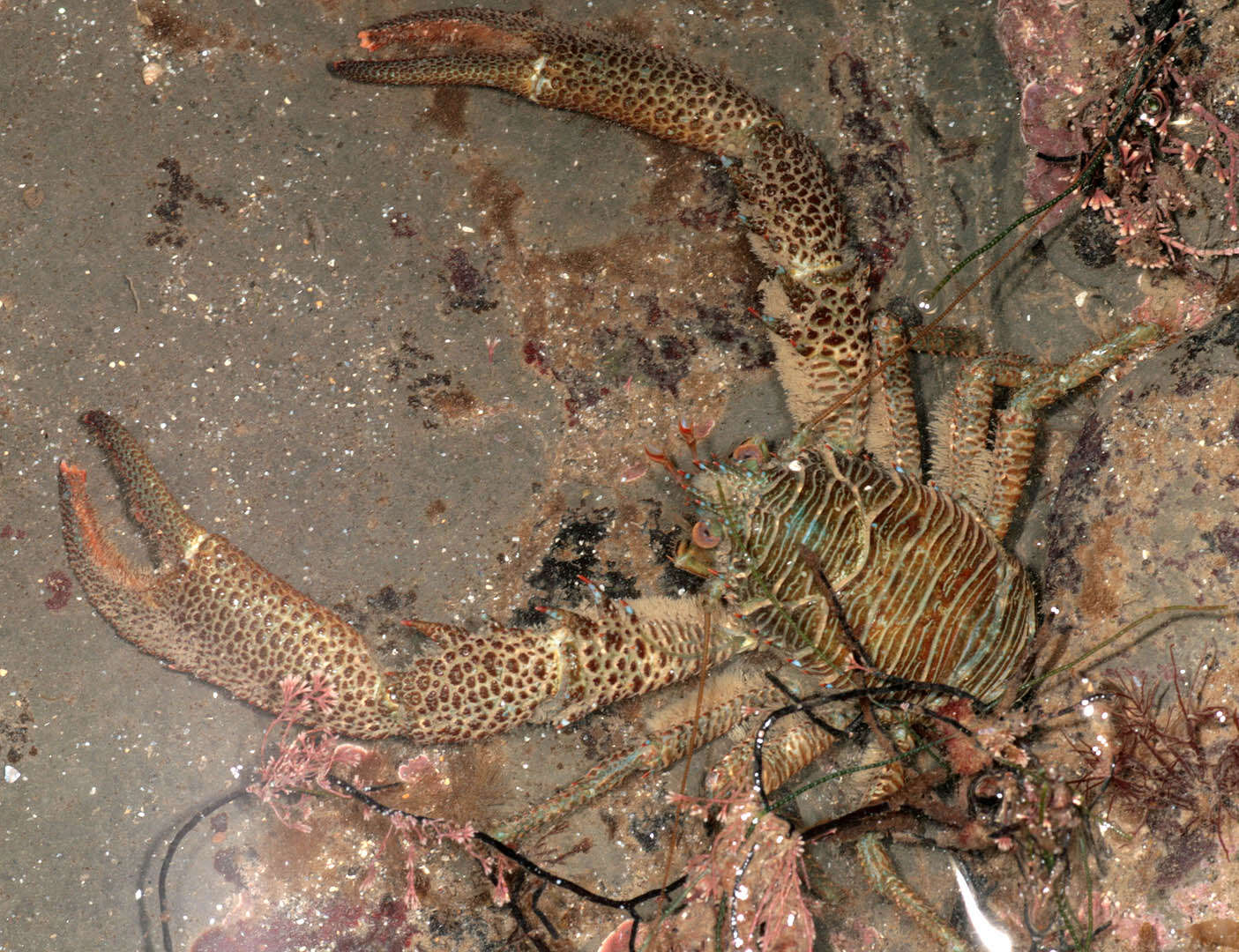 Image of Leach's squat lobster