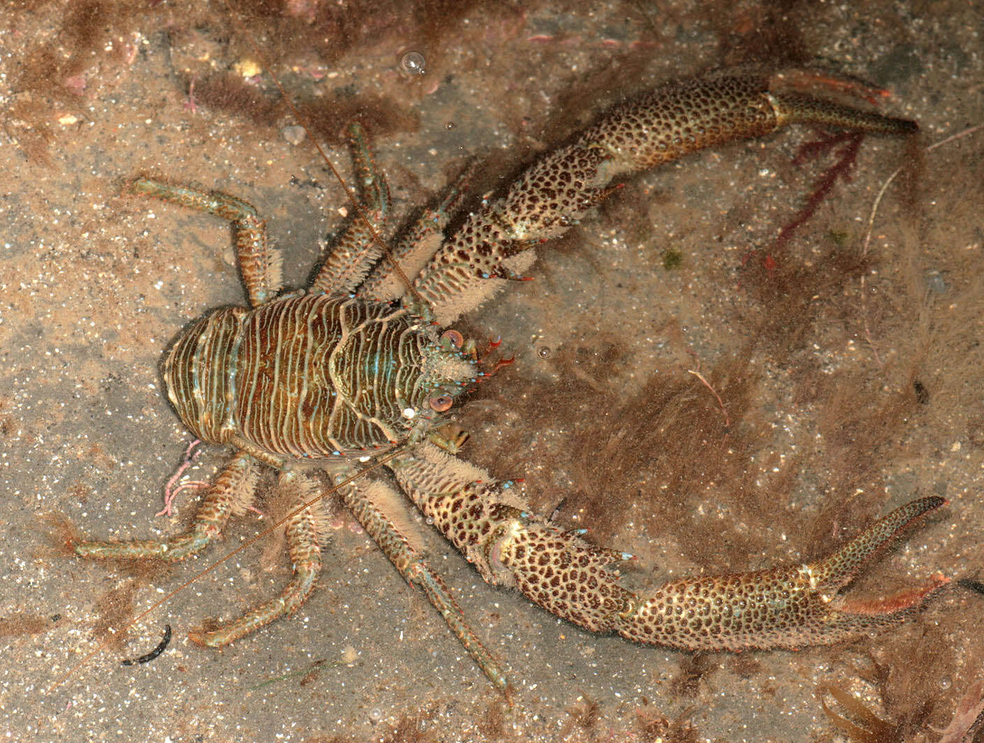 Image of Leach's squat lobster