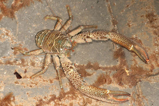 Image of Leach's squat lobster