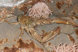 Image of Leach's squat lobster