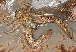 Image of Leach's squat lobster